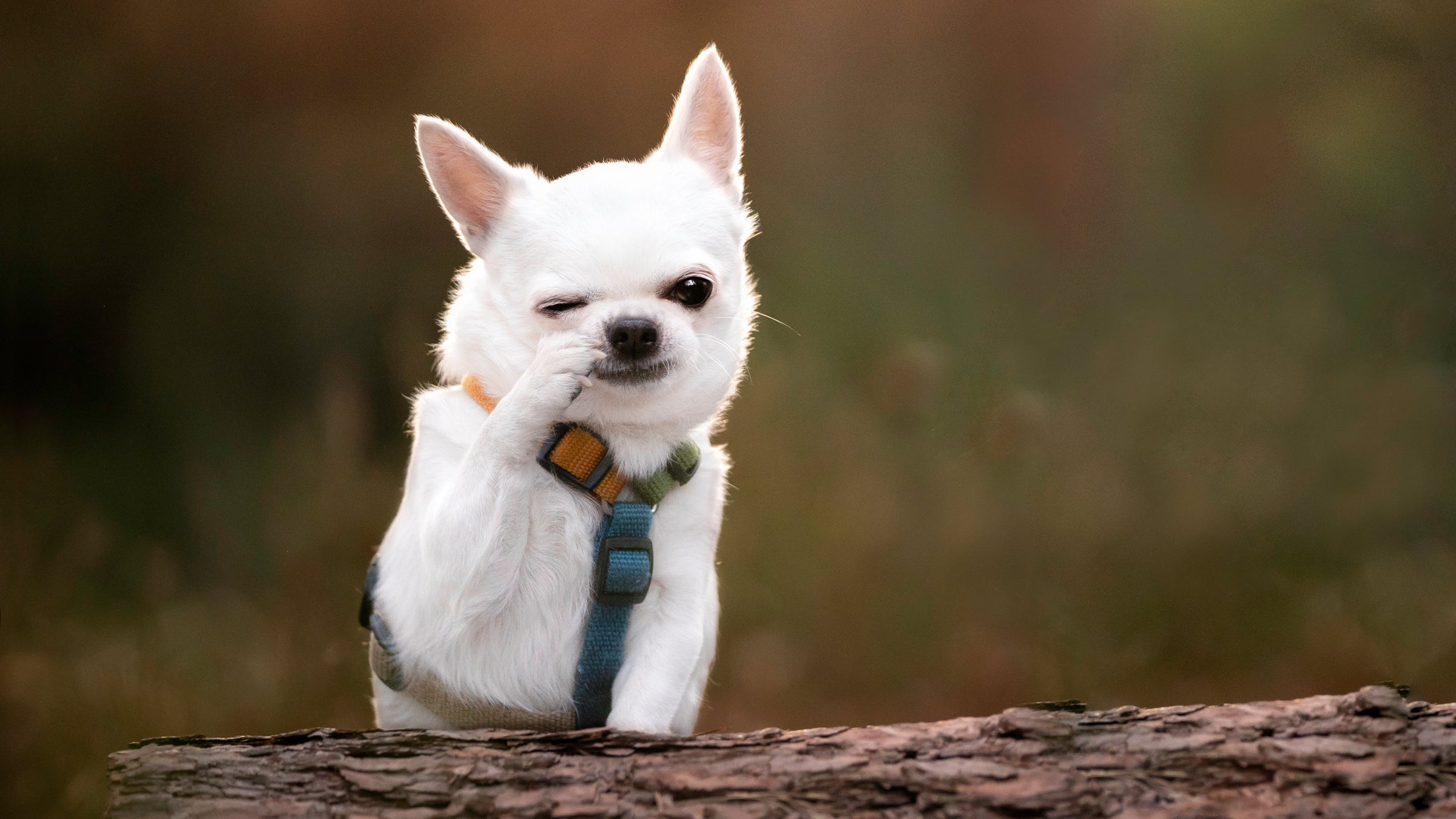 Tử vi hôm nay khuyên người tuổi Tuất cần cẩn trọng trong khi di chuyển để tránh những va chạm bất ngờ